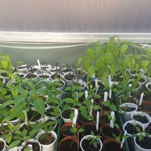 11084777_362520653939511_818489871_n