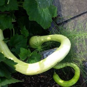 11881718_1514676628823837_1766230245_n