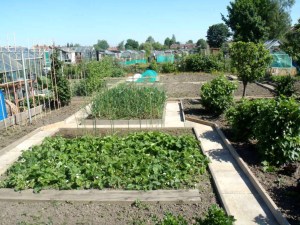 The allotments from Harrogate Rd