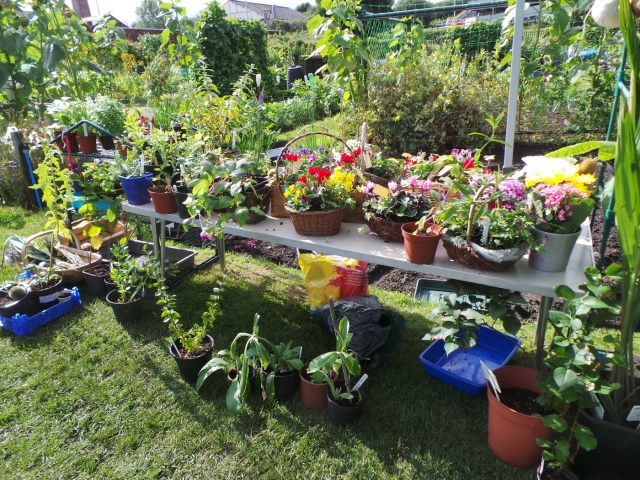 hgaa-open-day-2015-48