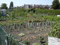 allotments01