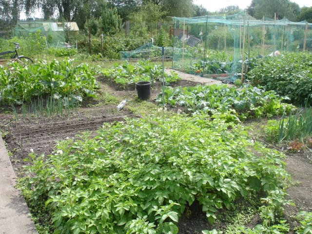 Craig Road Allotments