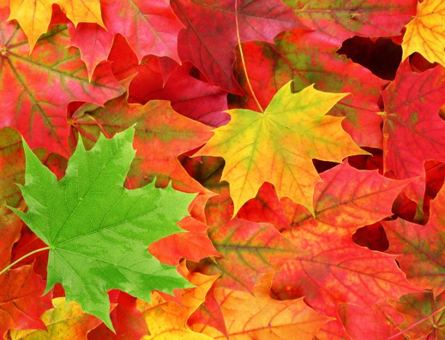 free_fall_leaves_shutterstock_61538884_web